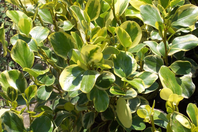 Griselinia littoralis variegata 6