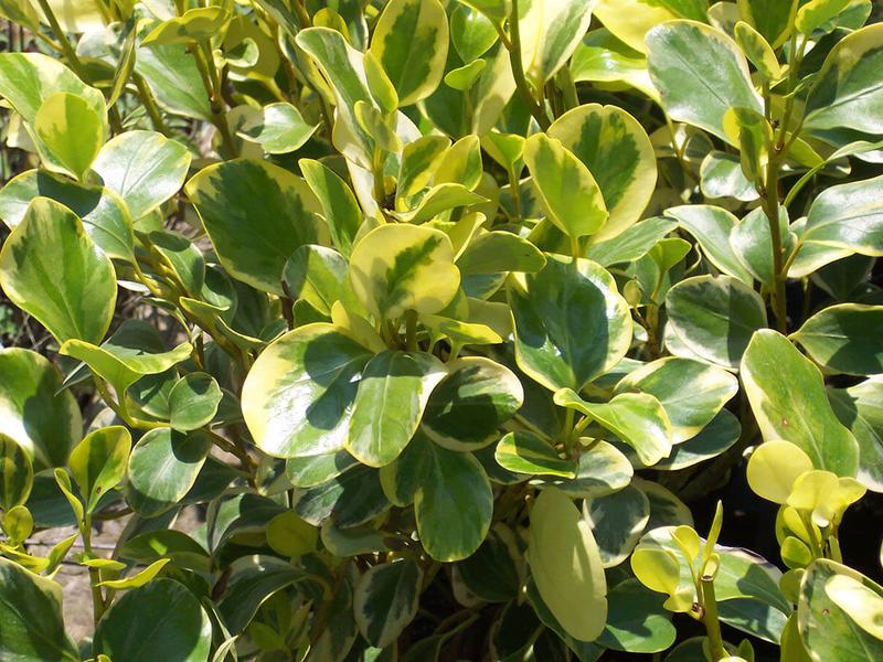 Griselinia littoralis variegata 6