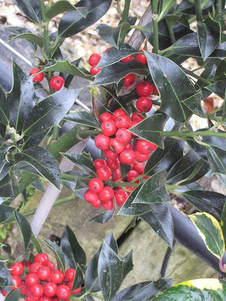 Ilex Aquifolium Alaska 12