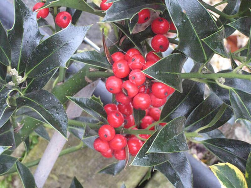 Ilex Aquifolium Alaska 12