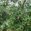 Ilex aquifolium 6