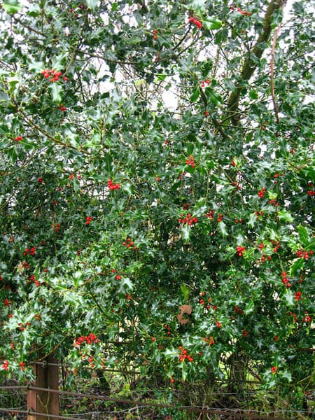 Ilex aquifolium 6