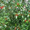 Ilex aquifolium 7