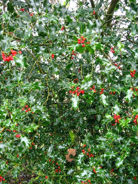 Ilex aquifolium 7