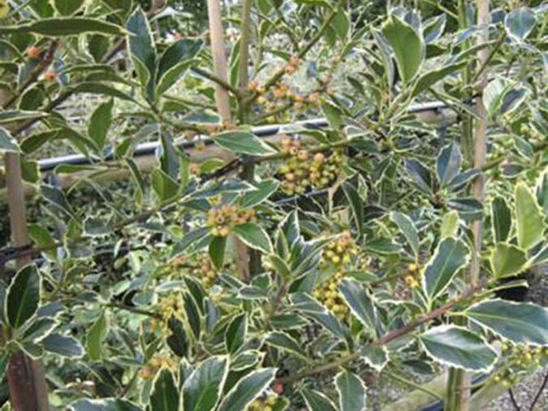 Ilex argentea marginata 1