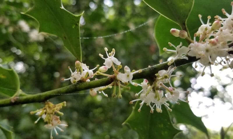 Ilex aquifolium flowers