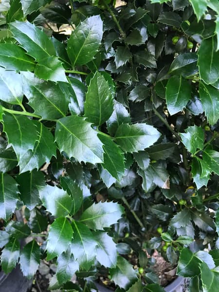 Ilex meserv Heckenfee 2