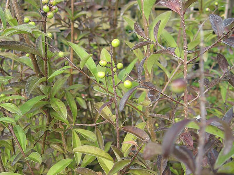 LIGUSTRUM VULGURE 2