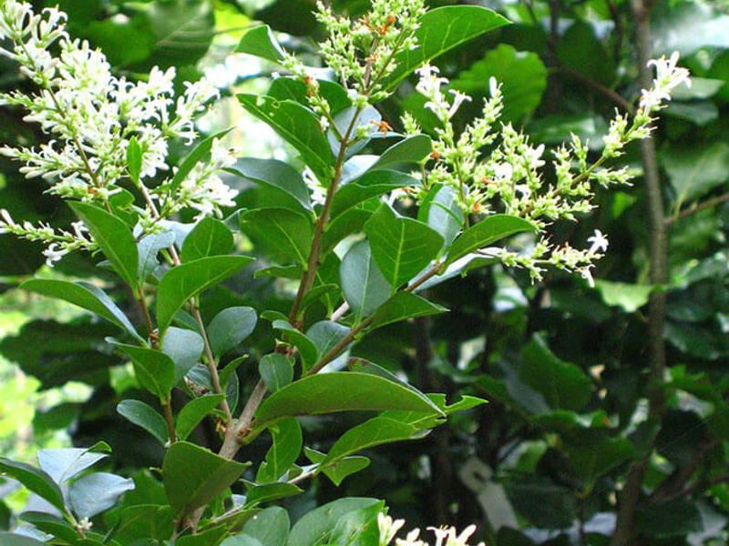 Ligustrum ovalifolium 1