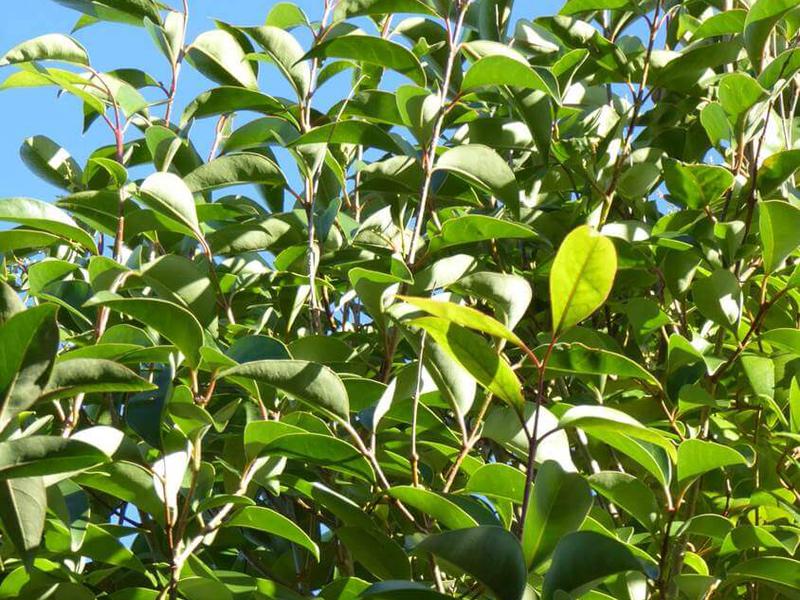 Ligustrum lucidum square