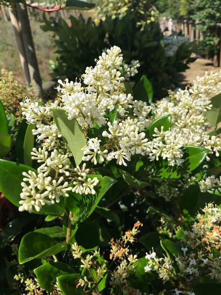 Ligustrum texanum 1
