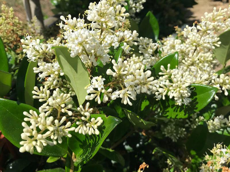 Ligustrum texanum 1