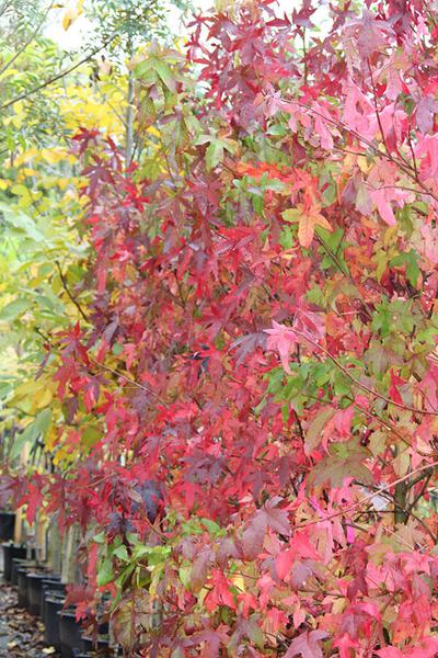 Liquidambar styr worplesdon 7