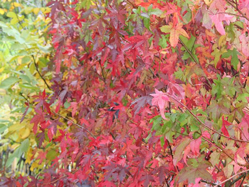 Liquidambar styr worplesdon 7