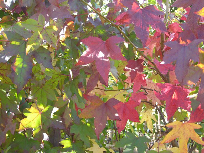 Liquidambar styraciflua 3