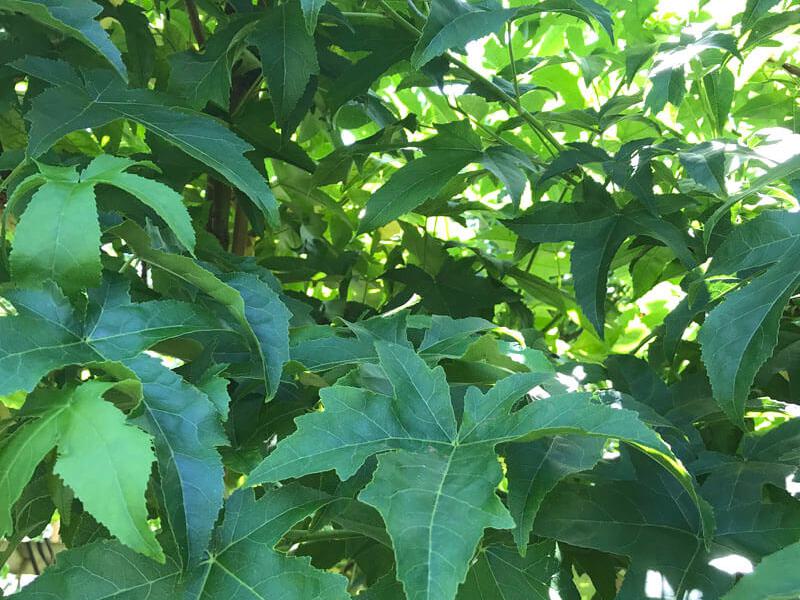 Liquidambar styraciflua Lane Roberts 1