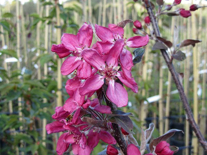 MALUS HARRY BAKER 12