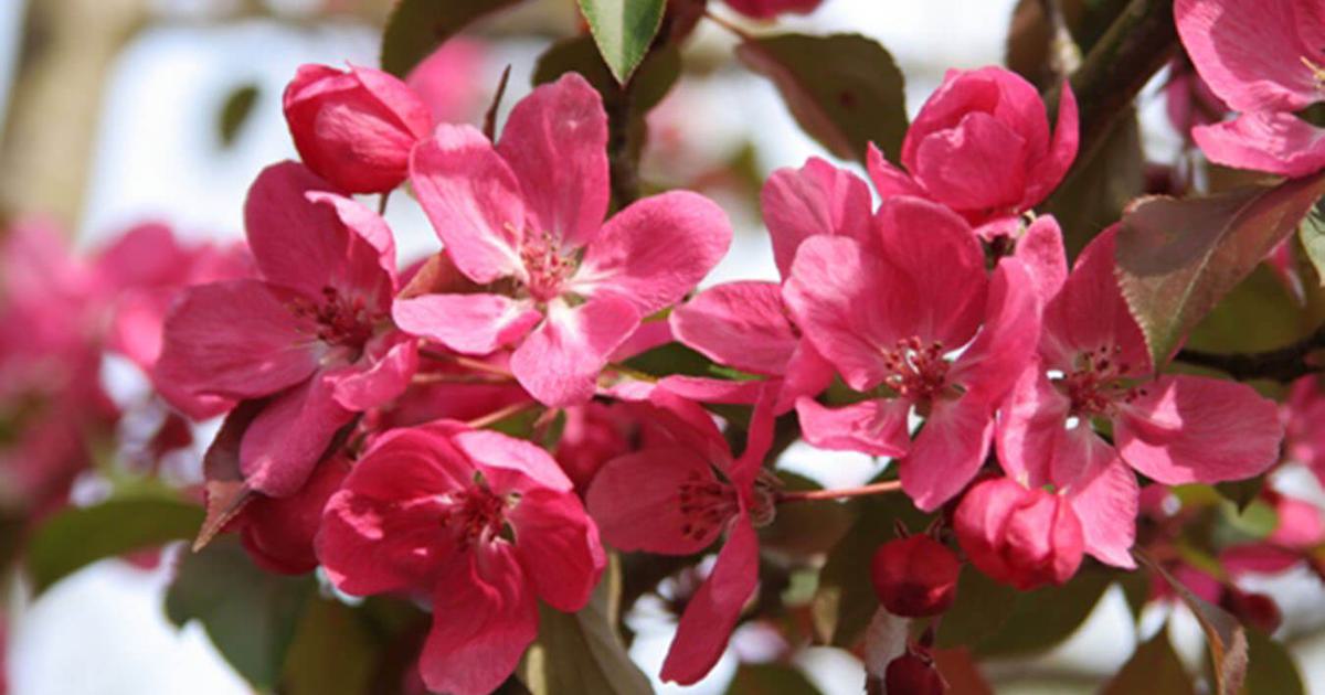 Crab Apple - Malus Rudolf | Chew Valley Trees