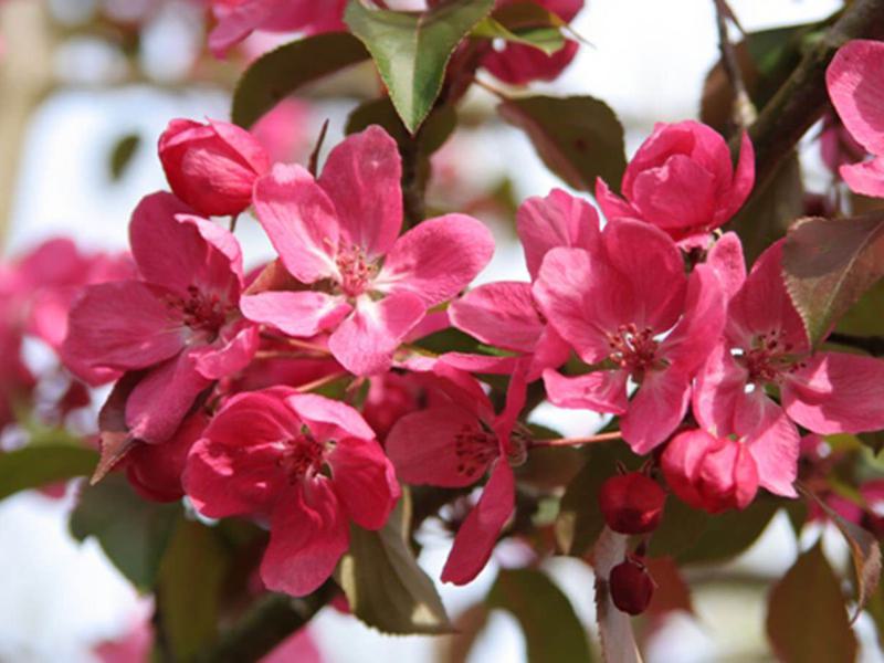 MALUS RUDOLPH 11