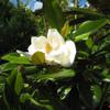 Magnolia Grandiflora Exmouth 12