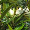 Magnolia Grandiflora Exmouth 6