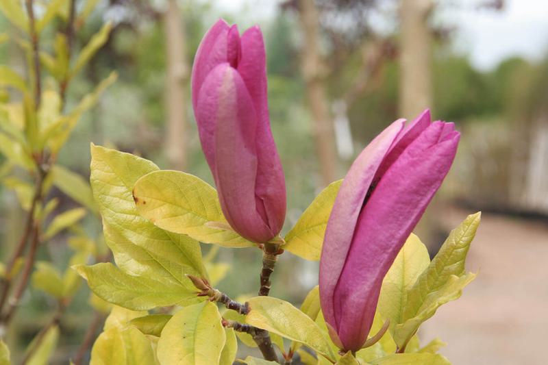 Magnolia Susan