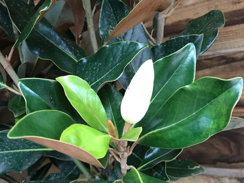Magnolia grandiflora Little Gem 1