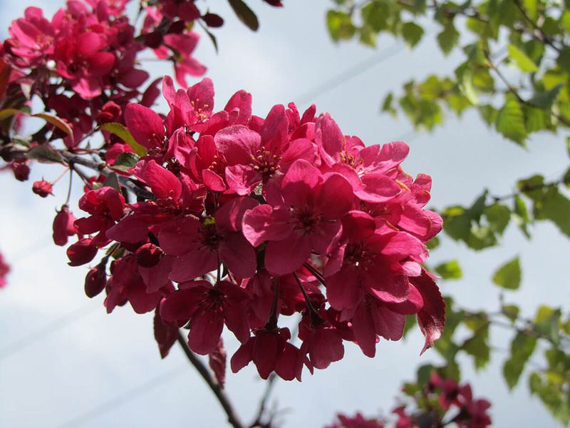 Malus Director Moerland 15