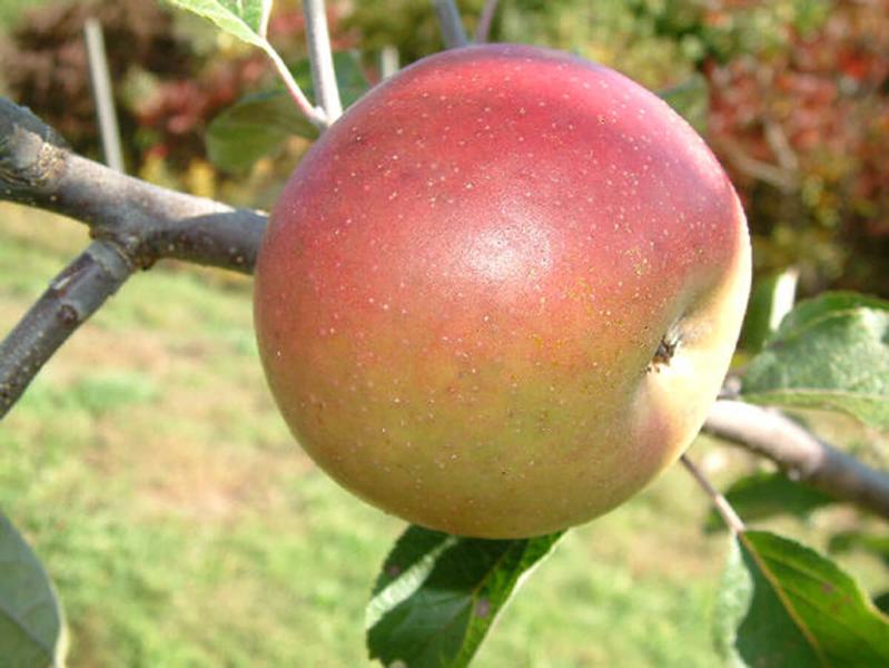 Malus Dunkerton Late Sweet