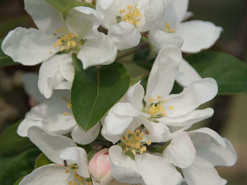 Malus John Downie 20