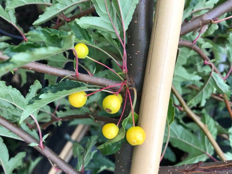 Malus transitoria 1