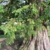 Metasequoia glyptostroboides 1 3b
