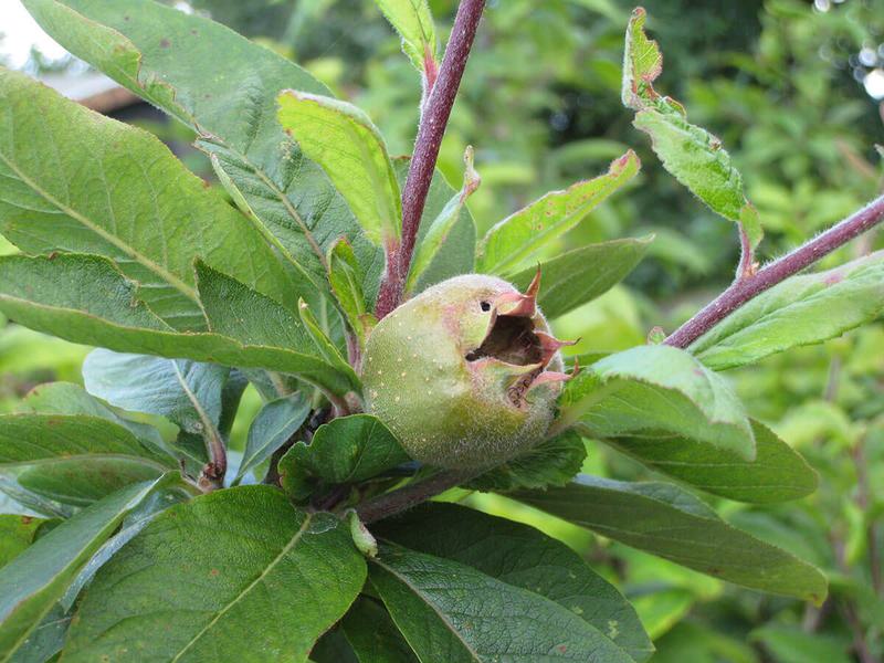 Nottingham Medlar 1 3