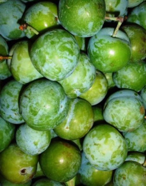 Old Greengage