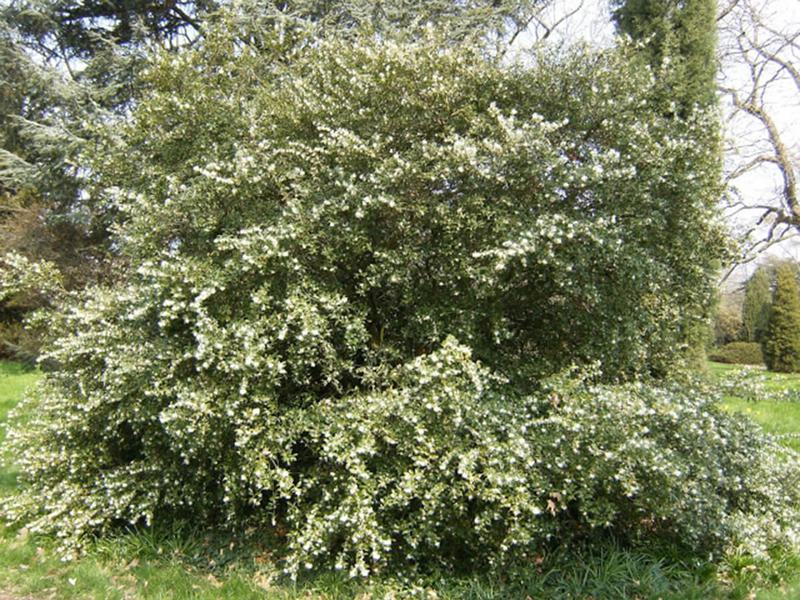 Osmanthus x burkwoodiib