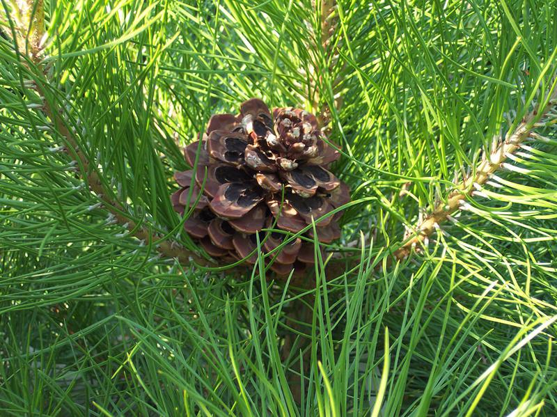 PINUSNIGRA AUSTRIACA 8