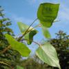 POPULUS NIGRA BETULIFOLIA 1