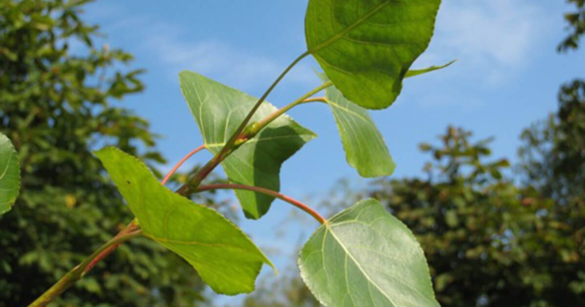 Populus Nigra Leaf Black Poplar Populus Nigra Fruits And Young populus-nigra-leaf-black-poplar-populus-nigra-fruits-and-young