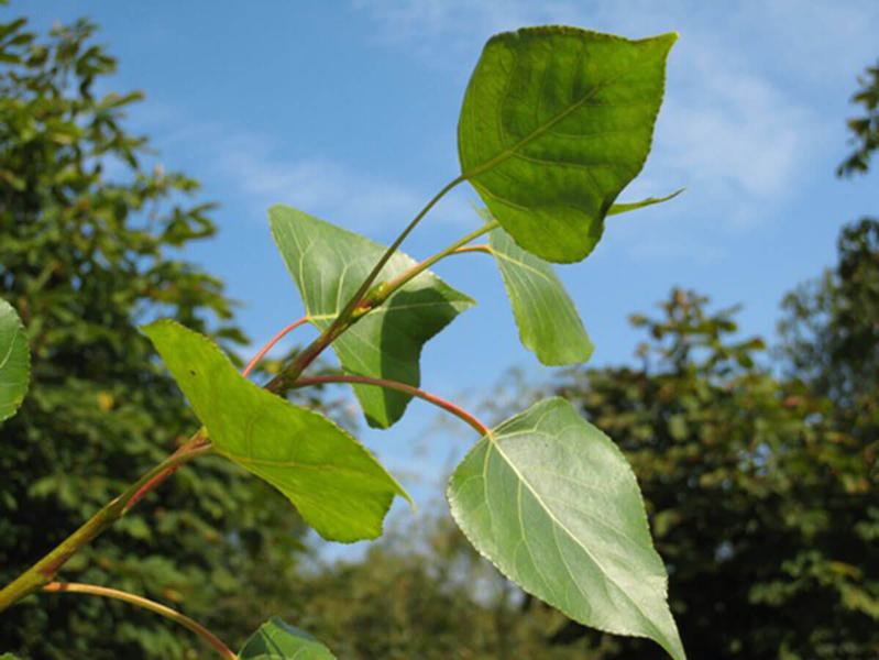 POPULUS NIGRA BETULIFOLIA 1