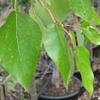 POPULUS NIGRA BETULIFOLIA 2