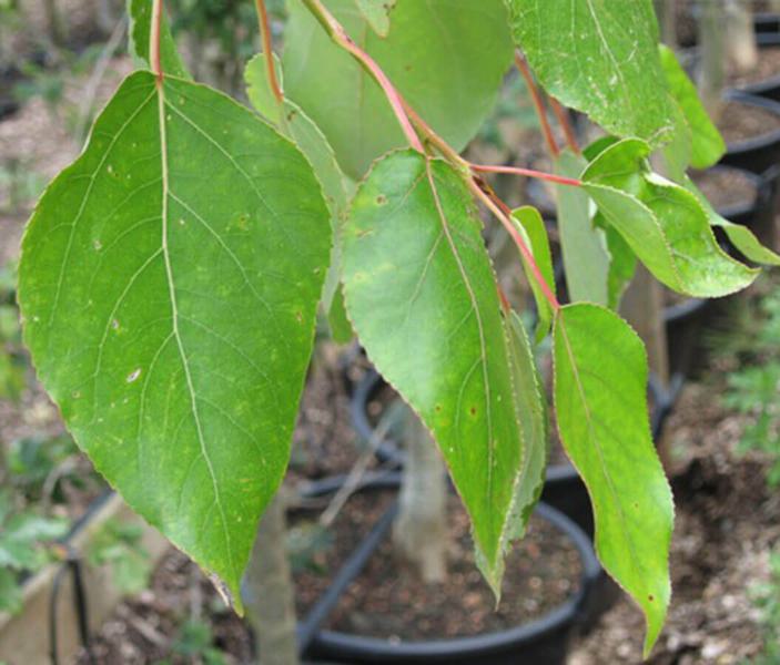 POPULUS NIGRA BETULIFOLIA 2