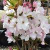 PRUNUS AMANOGAWA 2