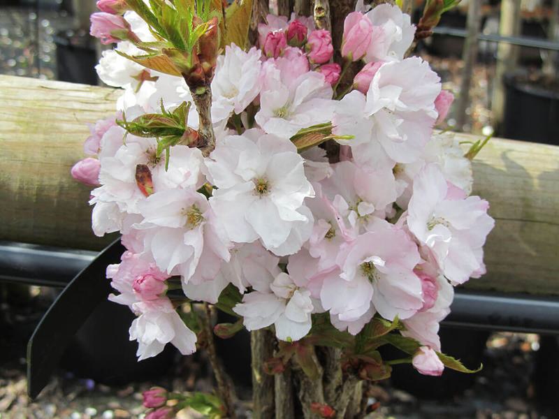 PRUNUS AMANOGAWA 2