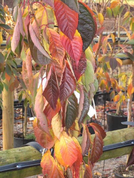 PRUNUS AMANOGAWA 21