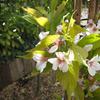 PRUNUS AMANOGAWA 24
