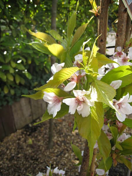 PRUNUS AMANOGAWA 24