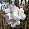 PRUNUS AMANOGAWA 28