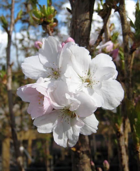 PRUNUS AMANOGAWA 28