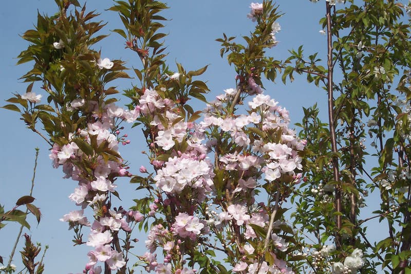 PRUNUS AMANOGAWA 5