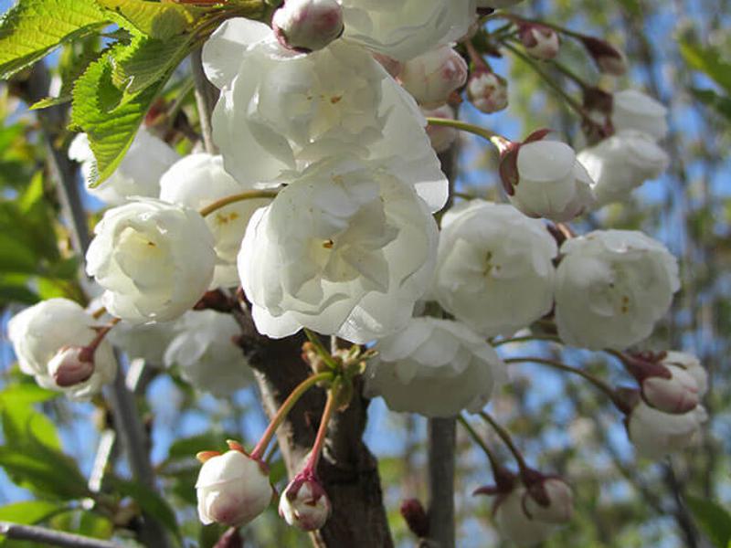 PRUNUS AVIUM PLENA 1